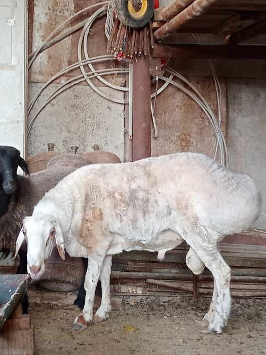 Бағылған семіз Қошқар сатылады.