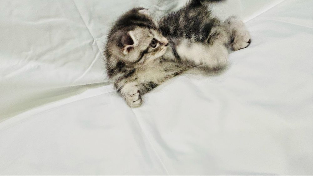 Продам прекрасных котят