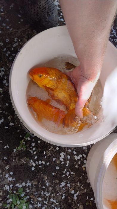 Карп кои с частного пруда продам