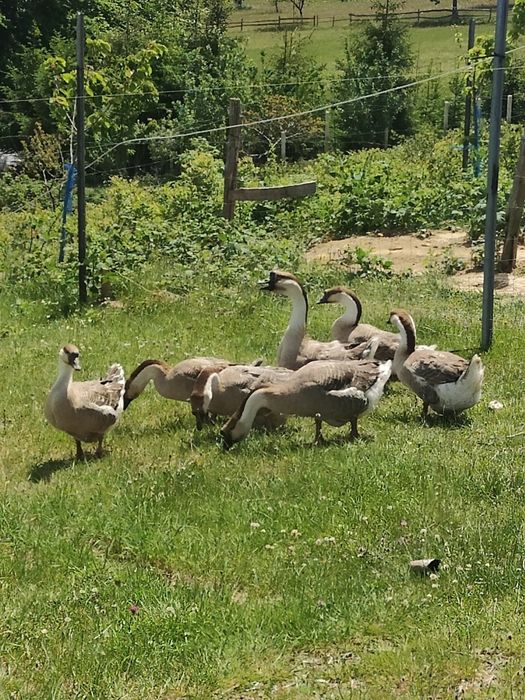 Gaste africane americane leșești 7 bucati