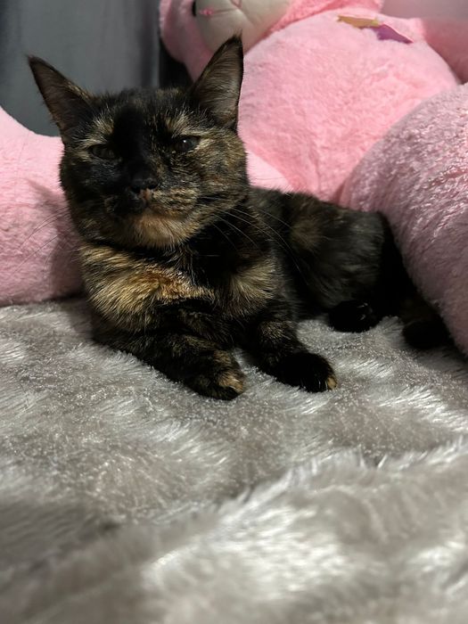 Кошка мальчик отдам даром