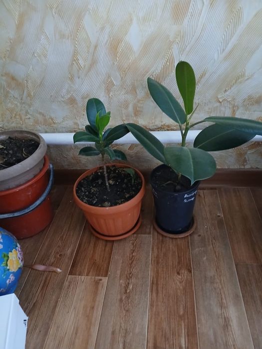 Срочно продам много цветов