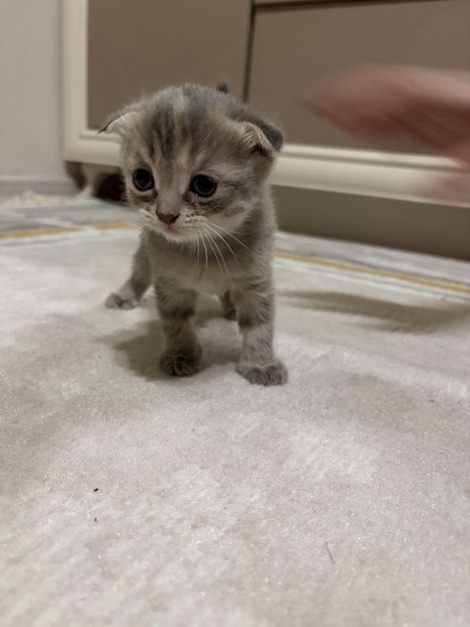 Шотландские вислоухие котята