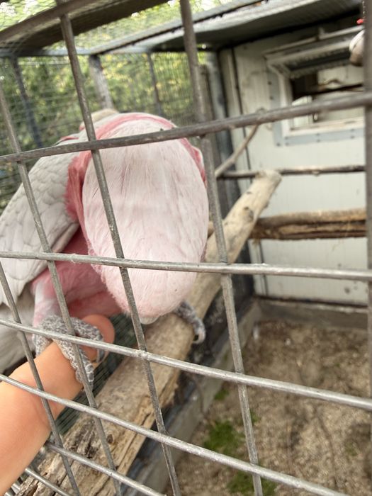 Puiut papagal rosa kakadu bland crescut la seringa