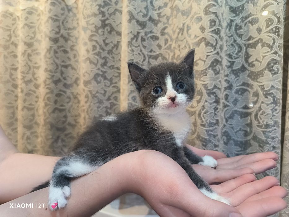 Продается котёнок , мальчик