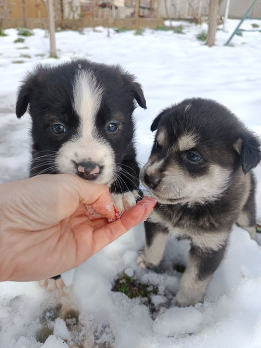 Подарявам кученца