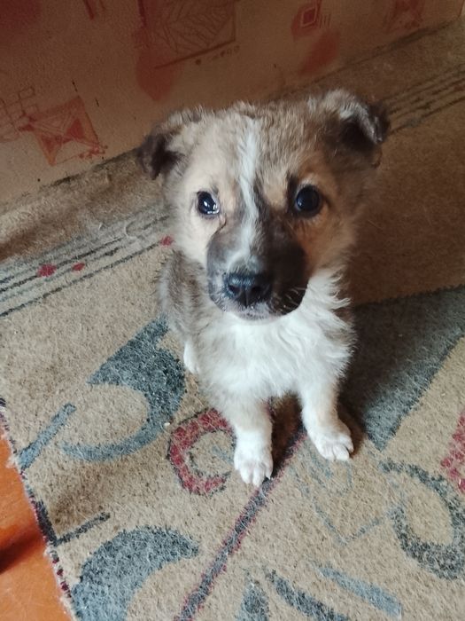 Симпатичные щенки двортерьеры