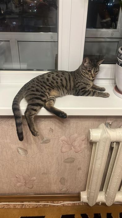 Отдам кошку в добрые руки