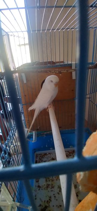 Valnistiy paugayi 5ta