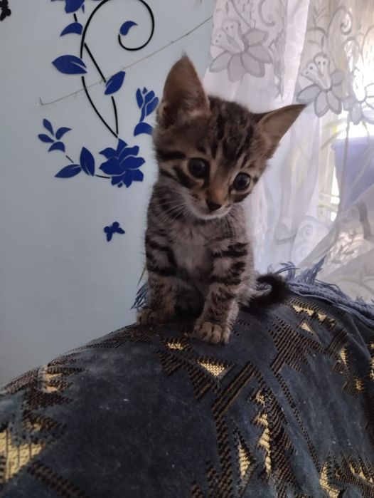 Котята бесплатно