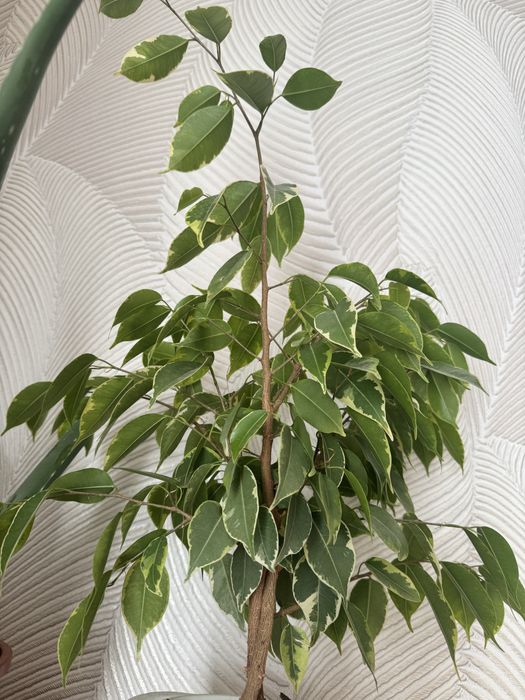 Продам комнатные цветы