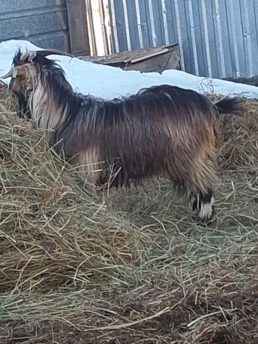 Піштірілген серке