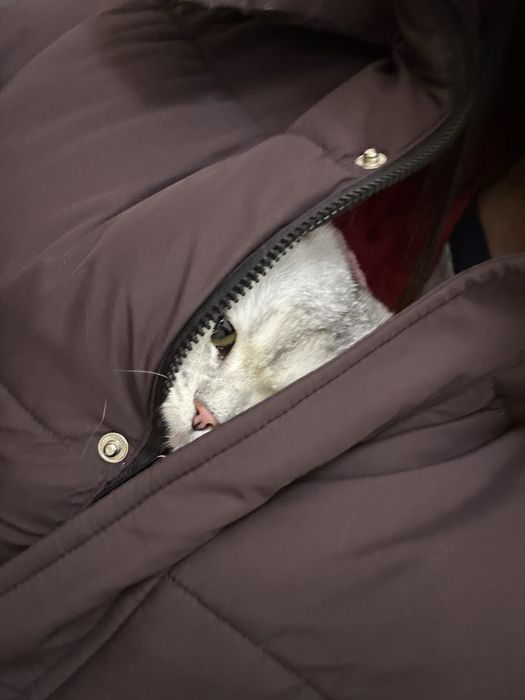 Мышка ищет себе кота