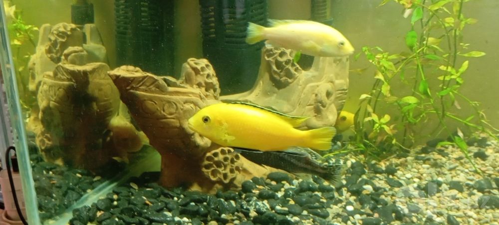 Akvarium baliqlari bilan