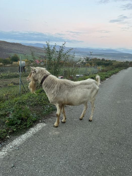 Iezi metis alpin si saanen a