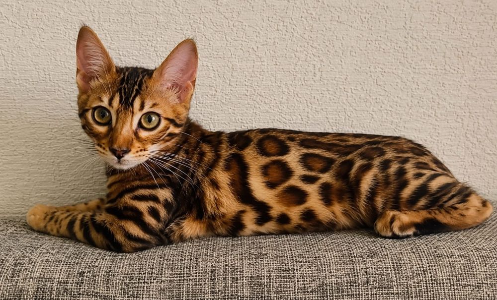 Бенгальский котенок
