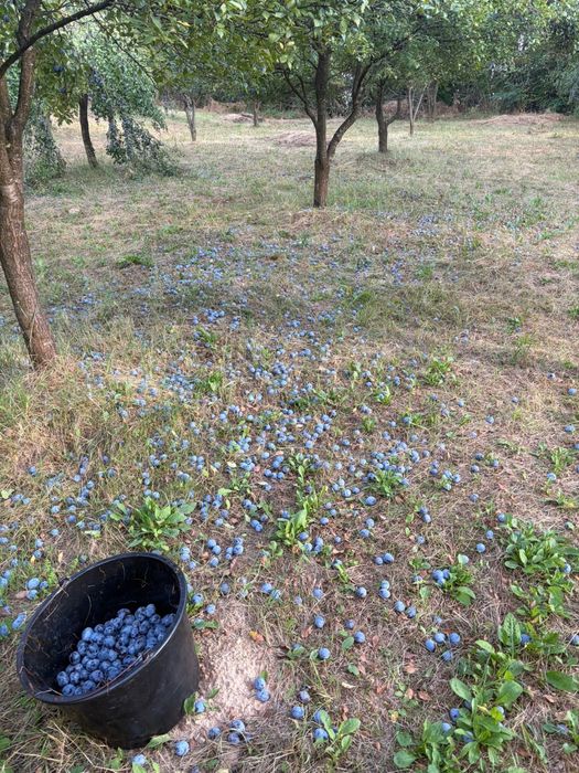 Vand Prune de tuică!