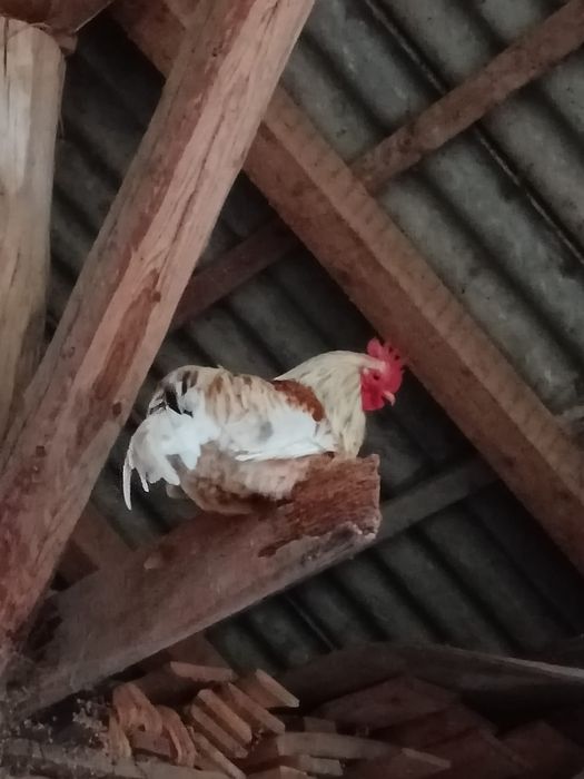 Gaini  iopan  ..