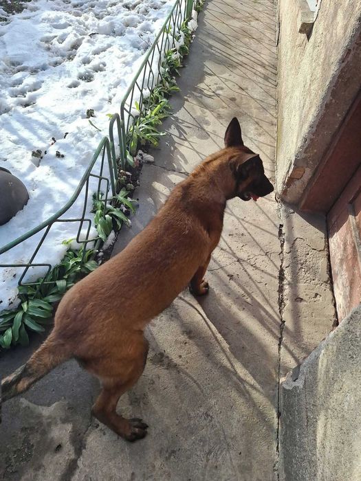 Белгийска овчарка