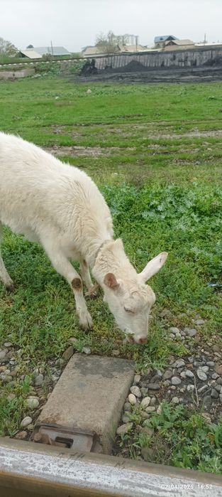 Ona bola sogʻin echki sotiladi