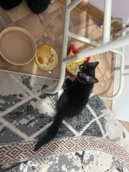Отдам котенка в добрые руки
