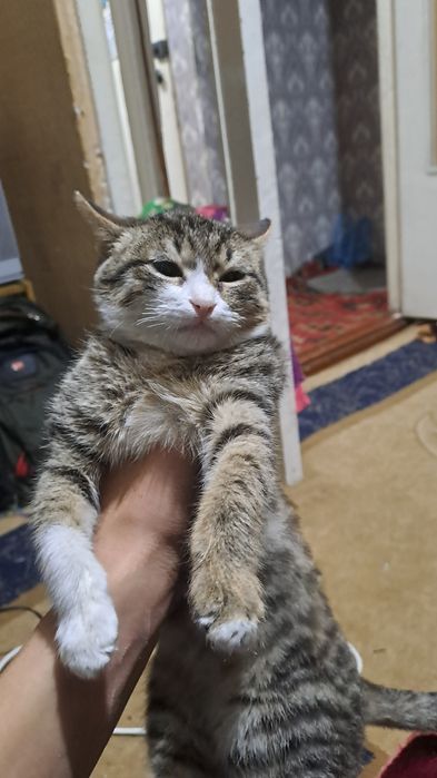 Mushuk sotiladi yahshi mushuk 50 lik ming so‘m