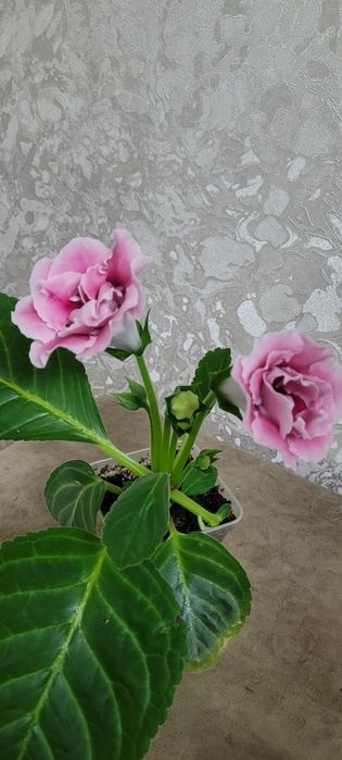 Продам глоксинью