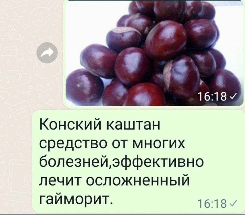 Плоды конского каштана