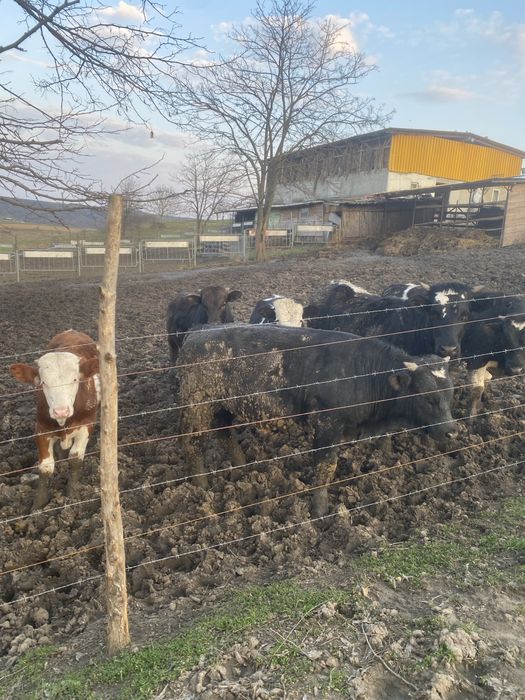 Tauras si vitea.   .