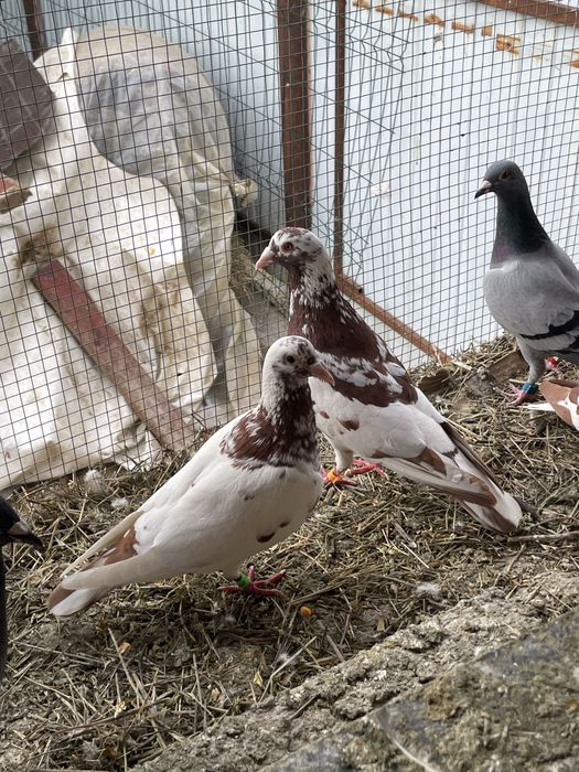Vand/Schimb Porumbei voiajori meulemans