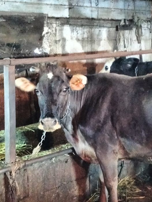 Сельхозживотное карова