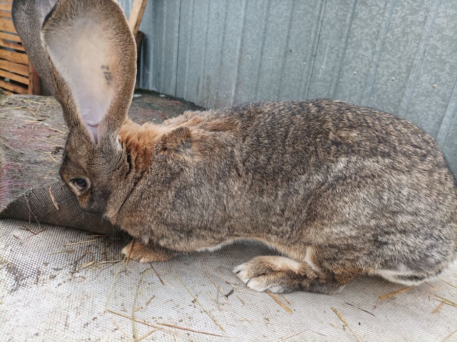 Vând masculi, femele și pui de UG