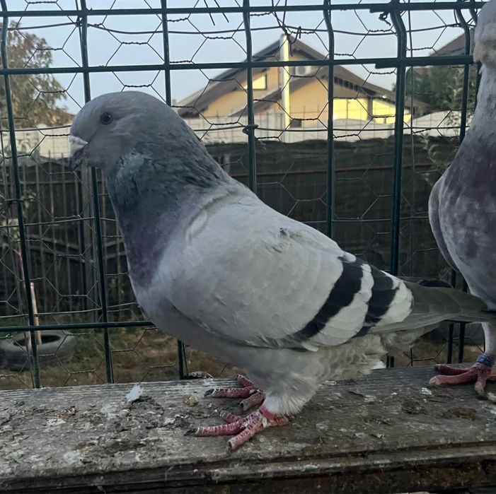 Lot disponibil ptr case noi