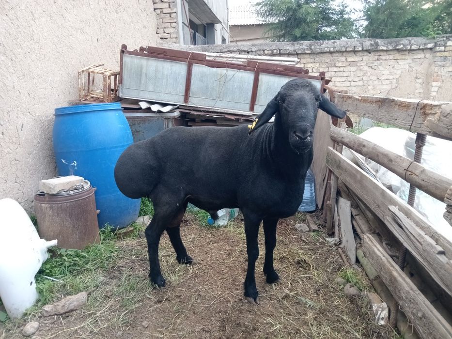 Zot olishka qo'chqor sotiladi (GO'SHTKAMAS)