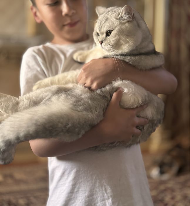 Britanskiy shinshila tozza qon vyaska taklif qilamiz