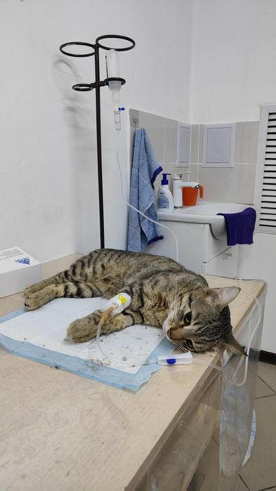 Ветеринарный врач с выездом на дом