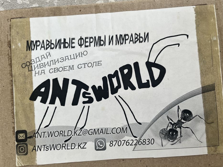 Муравьиная ферма