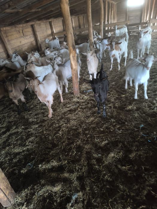 Vând ezi pentru pastrama