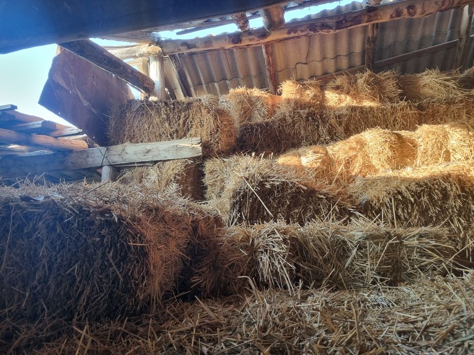 Сабан прес кургак