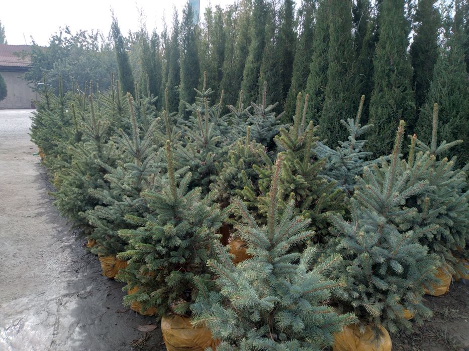 Арча. Сасна туя книжный можовелник