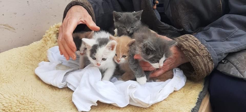 Отдам котят в добрые руки