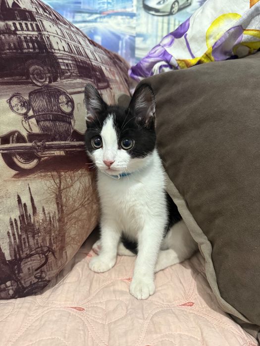 Отдам кота ( мальчик)