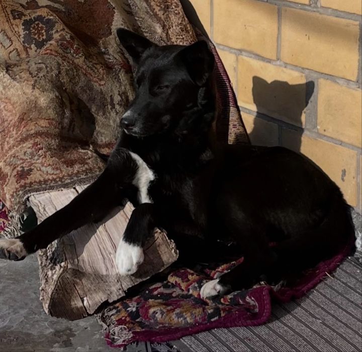 Отдам щенка в добрые руки