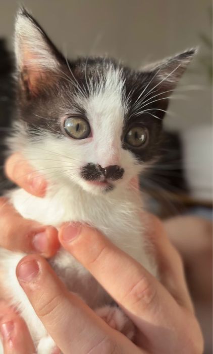 Отдаем котят в добрые руки