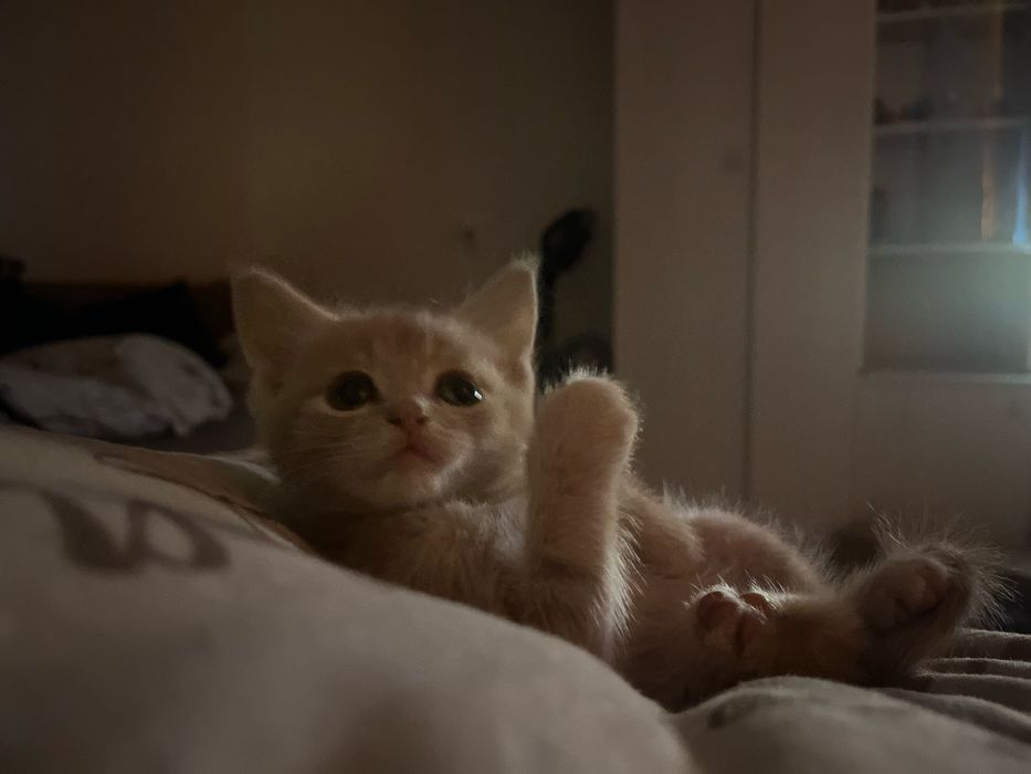 Отдам котенка в добрые руки