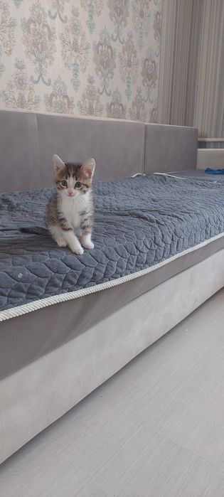 Одам котёнка ...