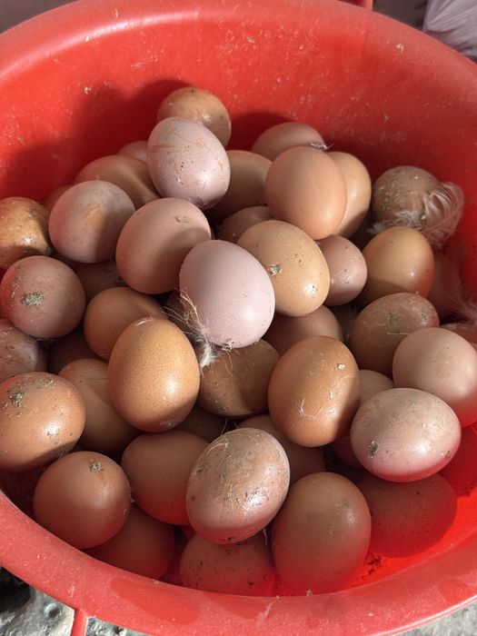 Молодки  Ломан Браун несушки продаются