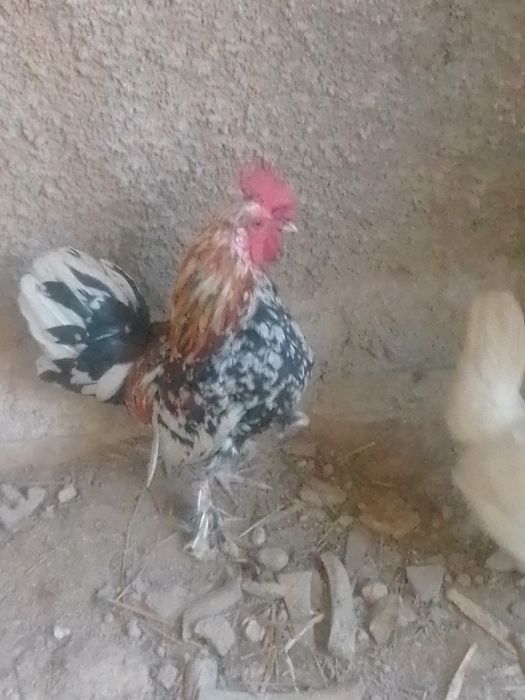 Японыски қораз бар