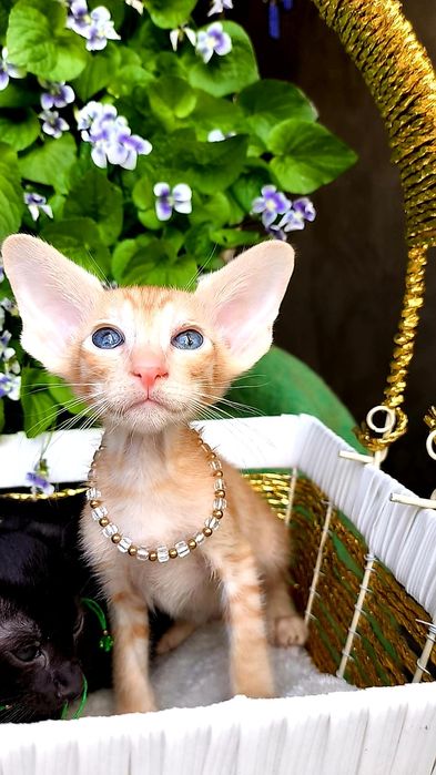Эксклюзивные Ориентальные котятки