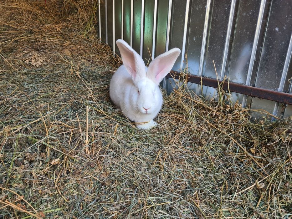 Doua femele iepuri Urias German Alb